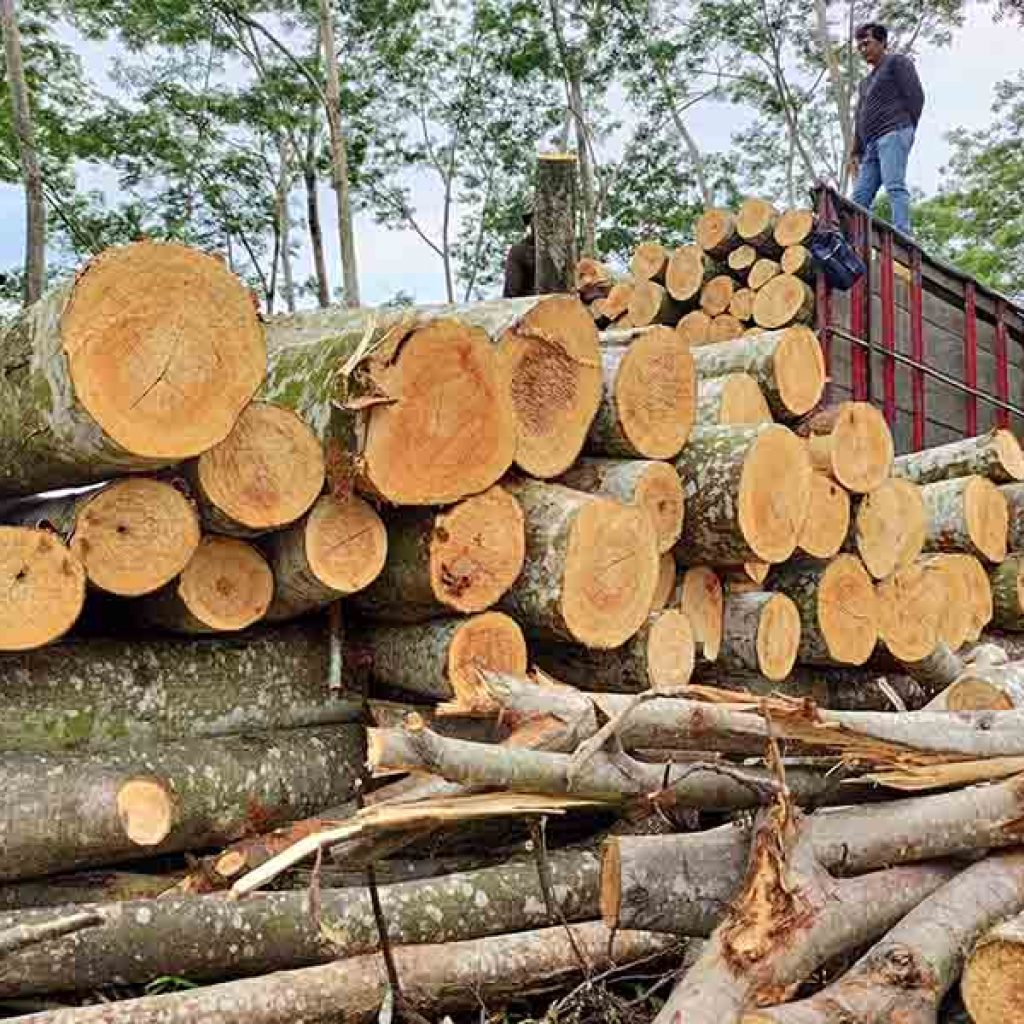 Pekerja membongkar muat potongan log kayu sengon laut (Paraserianthes falcataria) hasil tebangan hutan rakyat ke atas truk di Tulungagung, Jawa Timur, Kamis (18/2/2021). Pekerja membongkar muat potongan log kayu sengon laut (Paraserianthes falcataria) hasil tebangan hutan rakyat ke atas truk di Tulungagung, Jawa Timur, Kamis (18/2/2021). Dinas Kehutanan Jawa Timur menargetkan produksi kayu bulat di daerah itu sebesar 526.474 meter kubik seiring dengan perluasan lahan melalui pemanfaatan hutan rakyat. ANTARA FOTO/Destyan Sujarwoko/wsj.